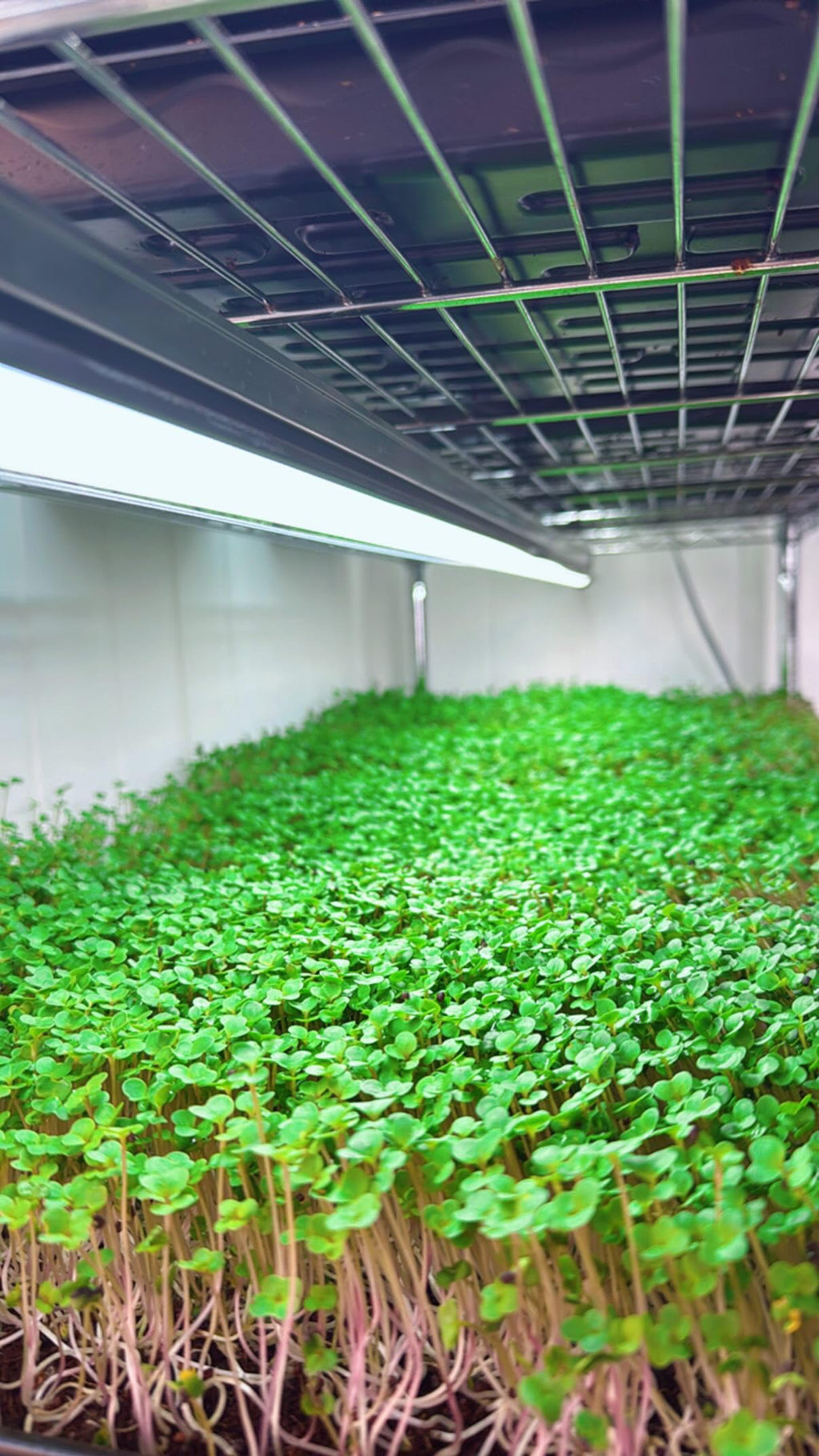 Replenify Super Greens Powder – Natural Energy & Detox Blend with 9 Organic Superfoods – 30 Servings – Greens Supplement for Gut Health, Immunity & Vitality